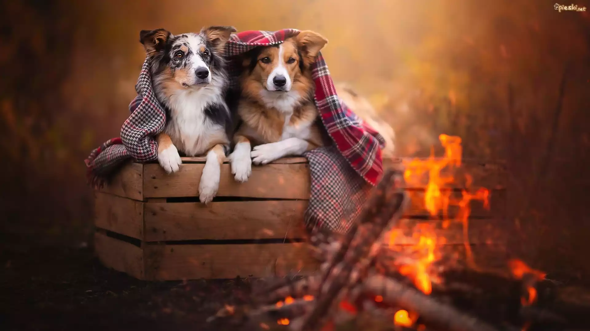 Psy, Border collie, Skrzynka, Koc, Ognisko