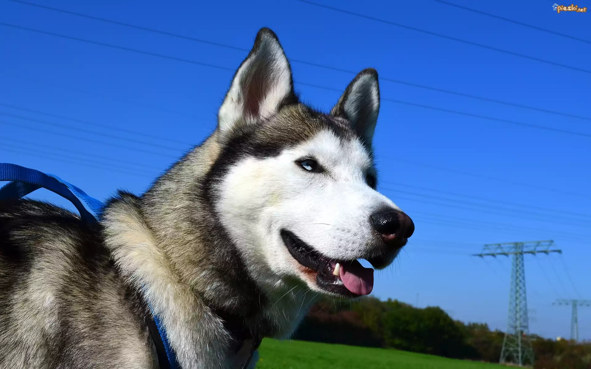 Pies, Siberian husky