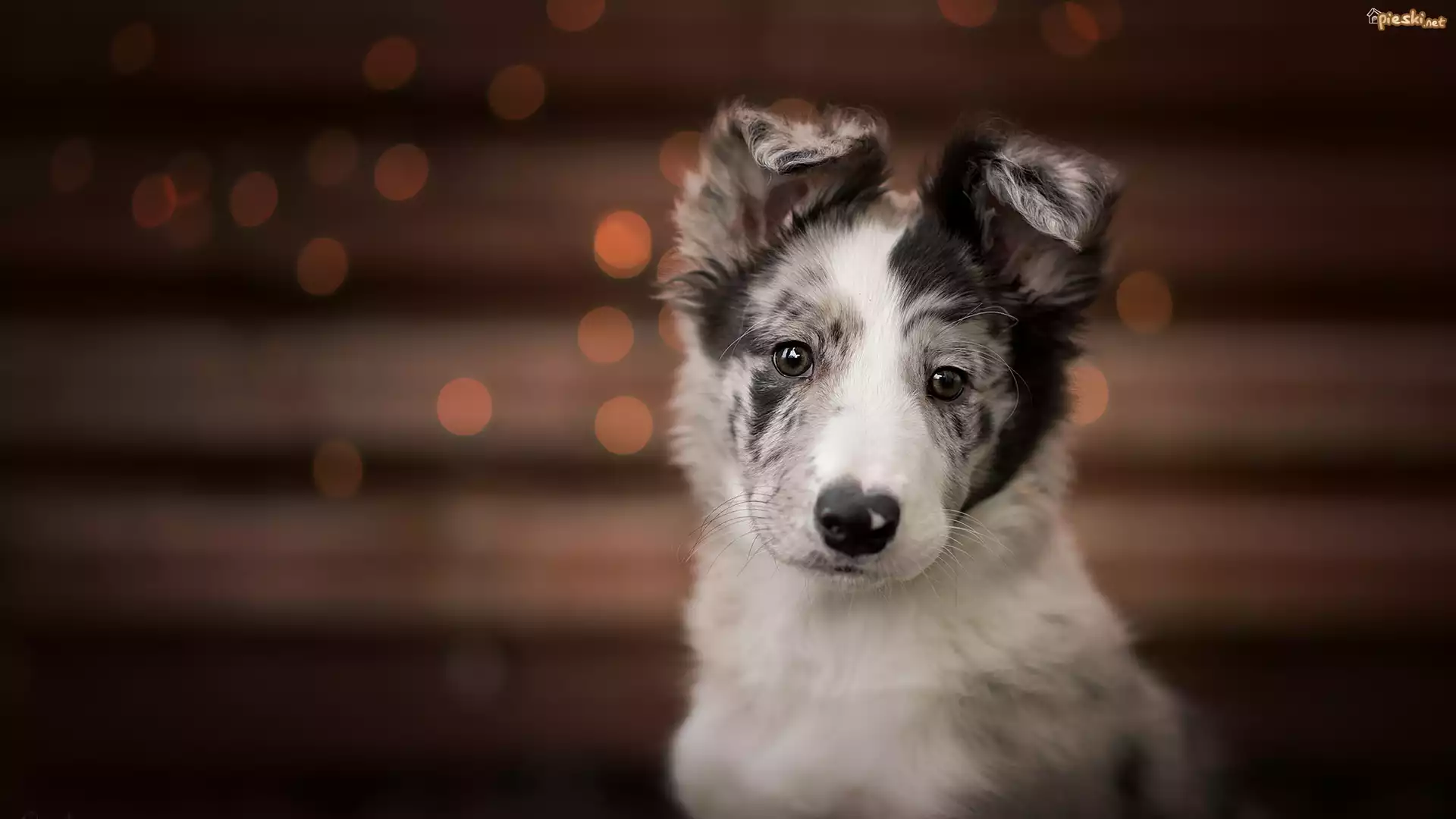 Pies, Szczeniak, Border collie, Mordka, Klapnięte, Uszy