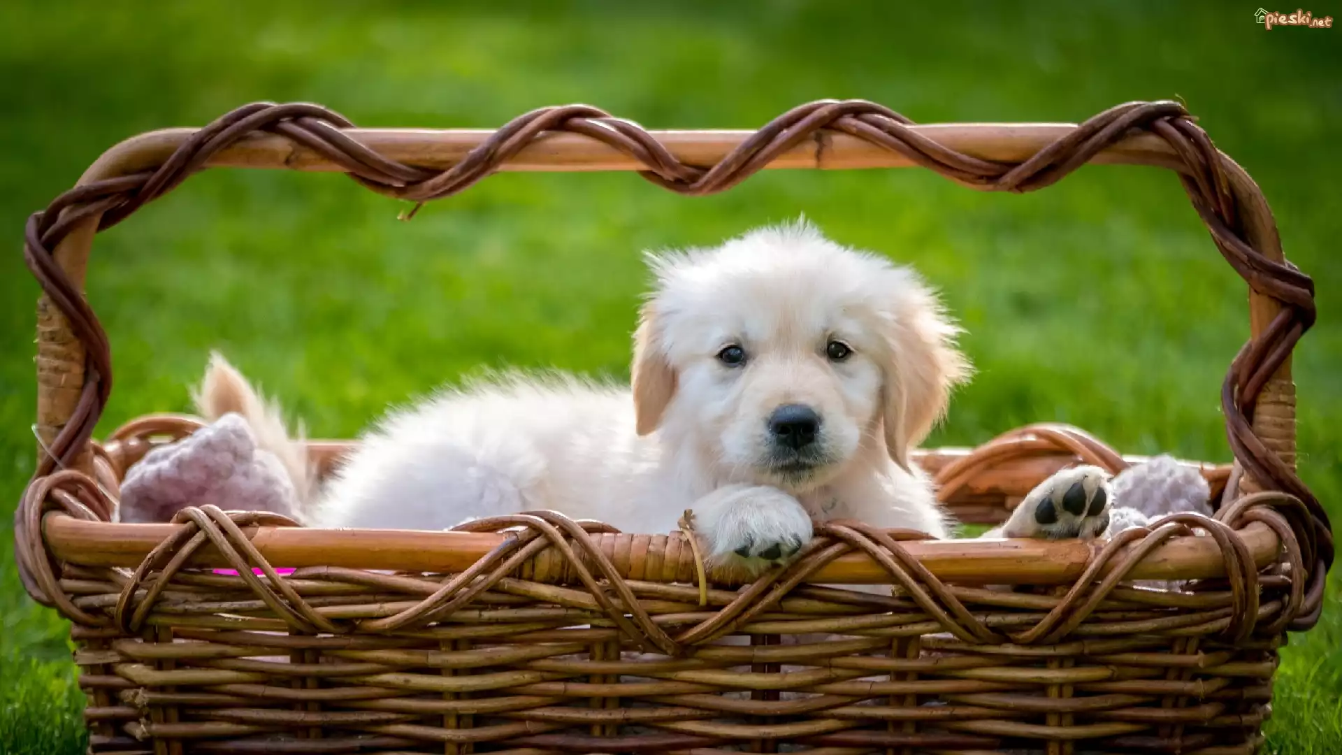 Szczeniak, Golden retriever, Koszyk