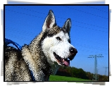 Pies, Siberian husky