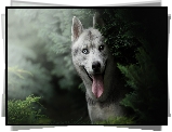 Pies, Siberian husky, Zarośla