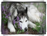 Pies, Siberian husky, Mordka, Wrzos