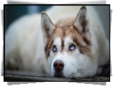 Leżący, Pies, Siberian husky