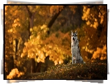 Pies, Siberian husky, Polana, Park