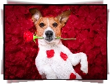 Pies, Jack Russell terrier, Róża, Płatki