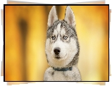 Pies, Siberian husky, Mordka