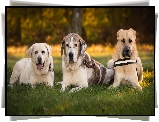 Trzy, Psy, Labrador retriever, Mastif hiszpański