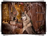 Dziecko, Pies, Siberian husky, Świątecznie, Światełka