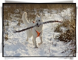 Zima, Pies, Biały owczarek szwajcarski, Śnieg, Aport, Kij