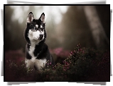 Pies, Siberian husky, Kwiaty