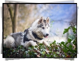Pies, Siberian husky, Drzewa, Liście