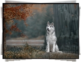 Pies, Siberian husky, Drzewo, Gałęzie