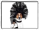Pies, Jack Russell terrier, Peruka, Obroża, Telefon