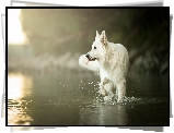 Pies, Biały owczarek szwajcarski, Woda