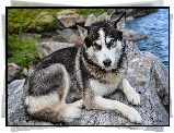 Pies, Siberian husky, Kamień