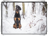 Pies, Rottweiler, Śnieg, Las, Drzewa, Gałązki