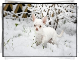 Pies, Chihuahua krótkowłosa, Śnieg, Krzew
