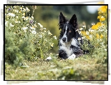 Pies, Czarno-biały, Border collie, Kwiaty