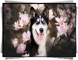 Pies, Siberian husky, Mordka, Kwiaty, Magnolie