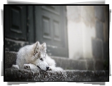 Pies, Siberian husky, Mordka, Schody, Drzwi
