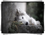 Pies, Leżący, Siberian husky, Murek