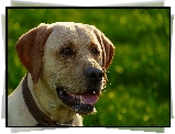 Pies, Labrador retriever, Obroża