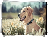 Pies, Golden retriever, Kwiaty