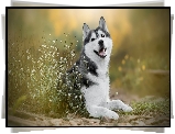 Pies, Siberian husky, Białe, Kwiatki