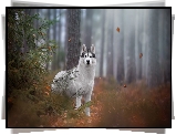 Pies, Siberian husky, Las, Drzewa