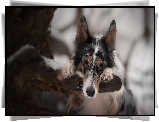 Border collie, Drzewo, Gałąź