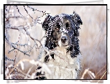 Pies, Border collie, Śnieg, Gałązki