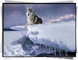 Pies, Siberian husky, Zima