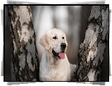 Pies, Labrador retriever, Pnie, Drzew, Brzozy, Rozmyte tło