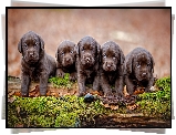 Psy, Szczeniaki, Brązowe, Labradory retrievery