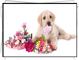 Kwiaty, Pies, Szczeniak, Labrador retriever