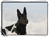 Pies, Czarny owczarek niemiecki, Śnieg