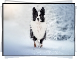 Biało-czarny, Pies, Border collie, Śnieg