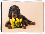 Pies, Seter szkocki, Kwiaty, Tulipany