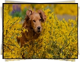 Pies, Żółte, Kwiaty, Rozmycie
