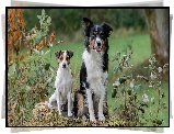 Dwa, Psy, Biało-brązowy, Pies, Czarno-biały, Border collie