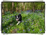 Drzewa, Niebieskie, Kwiaty, Pies, Border collie