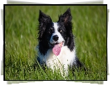 Pies, Border collie, Zielona, Trawa