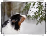 Pies, Owczarek australijski, Gałązki, Śnieg