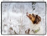 Pies, Owczarek australijski, Zima, Śnieg, Profil, Zamknięte, Oczy