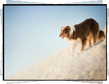 Pies, Owczarek australijski, Zima, Śnieg