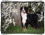 Berneński pies pasterski, Pies, Kwiaty, Białe