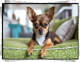 Chihuahua krótkowłosa, Pies, Zielona, Kanapa, Grafika Chihuahua krótkowłosa