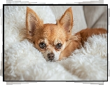 Chihuahua, Futrzany, Pled, Grafika