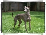 Greyhound, obroa